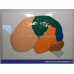 Модель барельефная Доли, извилины, цитоархитектонические поля головного мозга (5 планшетов) 