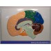 Модель барельефная Доли, извилины, цитоархитектонические поля головного мозга (5 планшетов) 