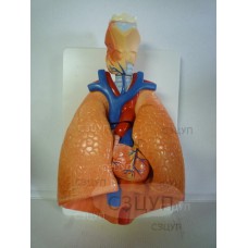Модель Система органов дыхания 