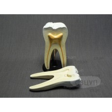 Модель Строение зуба