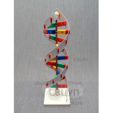 Модель Структура ДНК
