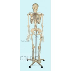 Скелет человека 170 см.